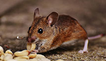 24 Hour & Emergency Exterminators in Beaufort, SC